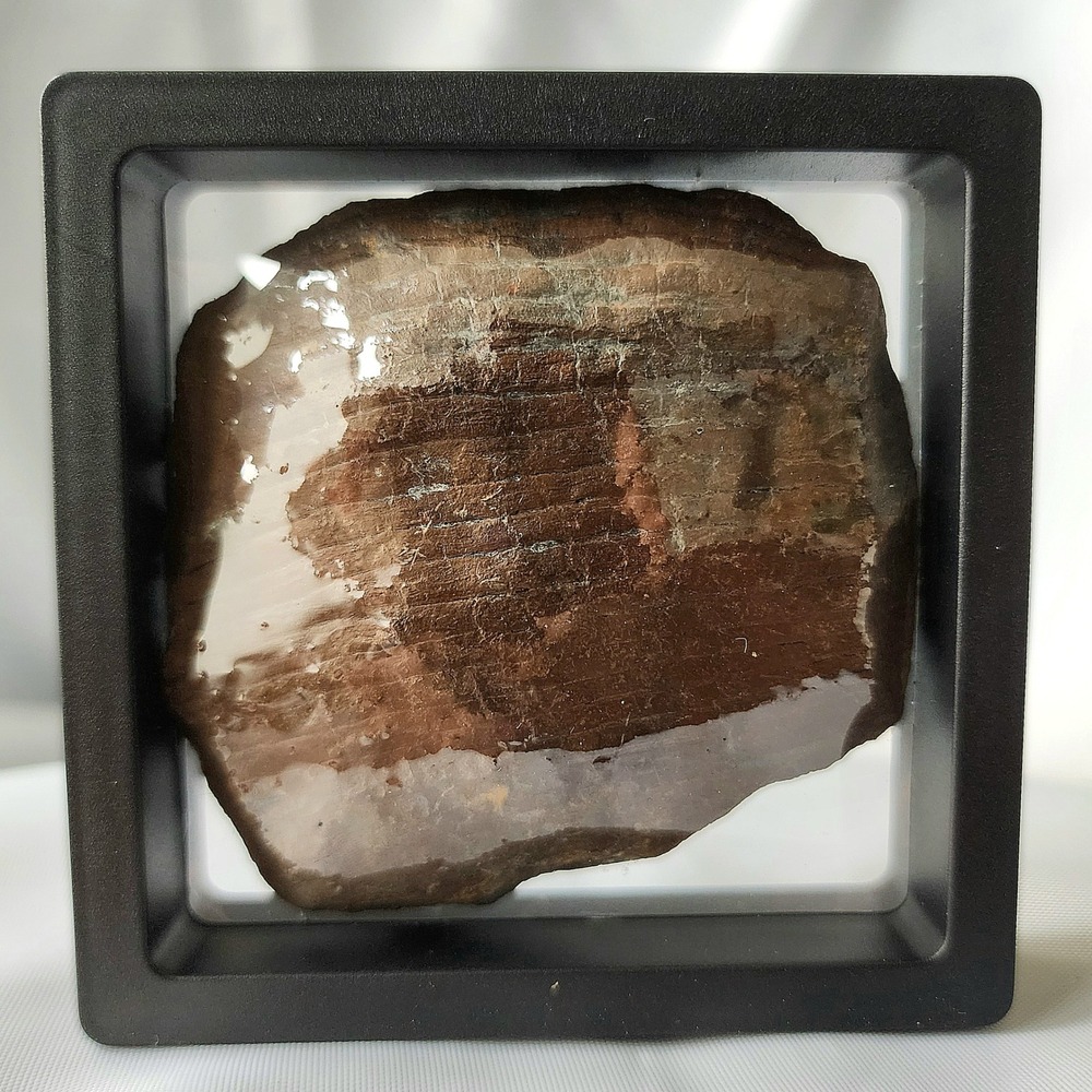 Iron‎ Permineralized Petrified Wood Fossil North Alabama Mine Find Rare W Frame